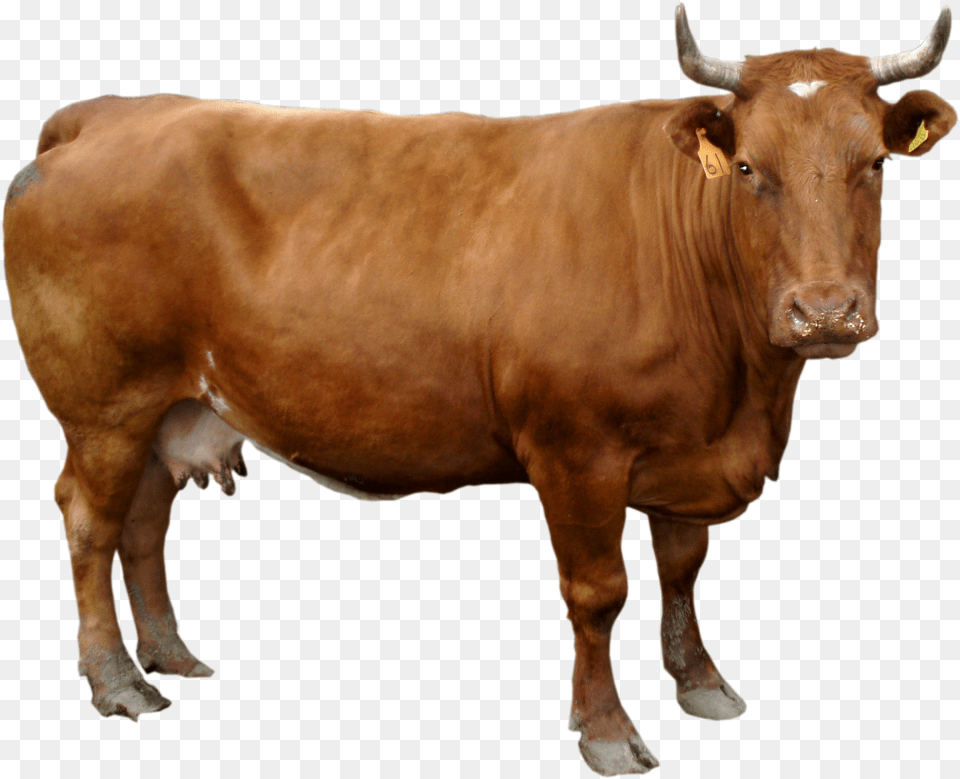 Cow Transparent, Animal, Bull, Cattle, Livestock Png