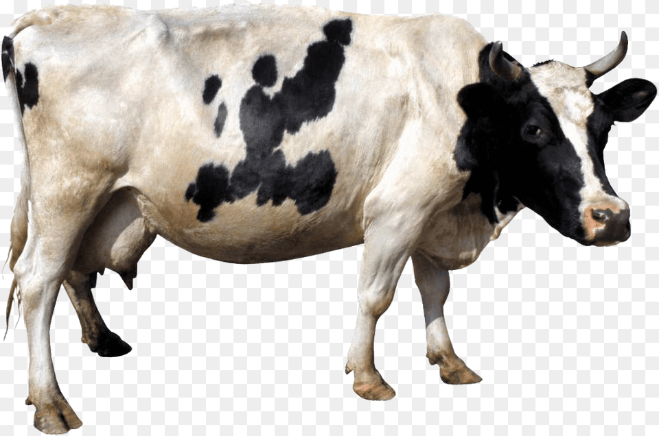 Cow Animal, Cattle, Livestock, Mammal Free Transparent Png