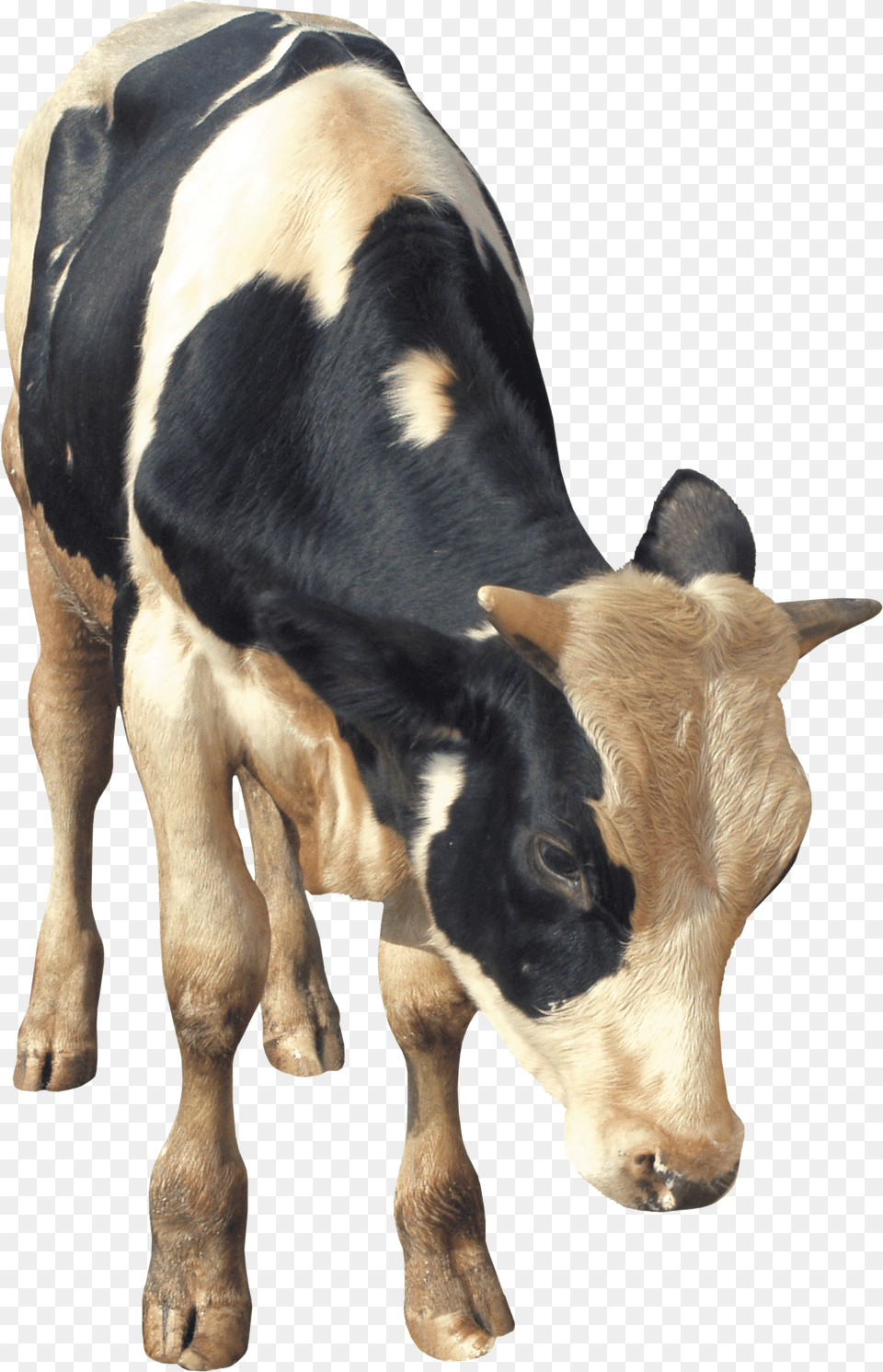 Cow Snout, Plush, Toy Free Transparent Png