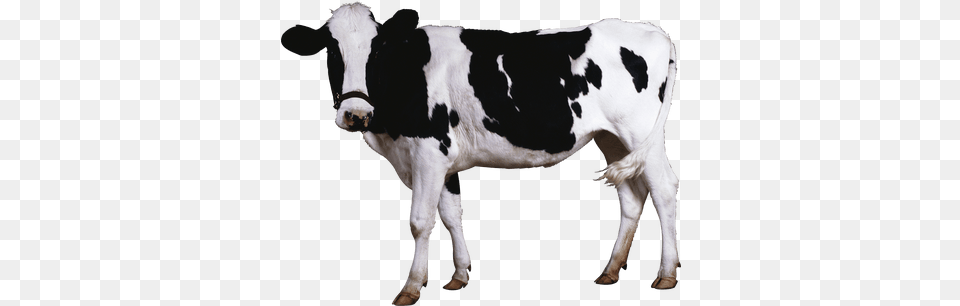 Cow Transparent, Animal, Cattle, Livestock, Mammal Free Png Download