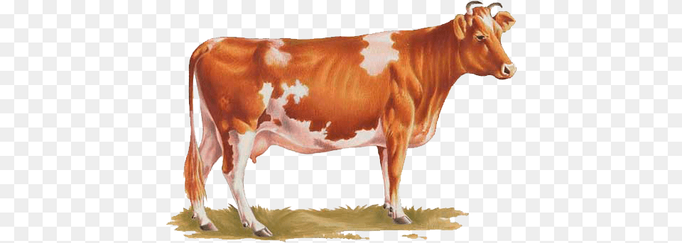 Cow Transparent Background Cow, Animal, Cattle, Dairy Cow, Livestock Png Image