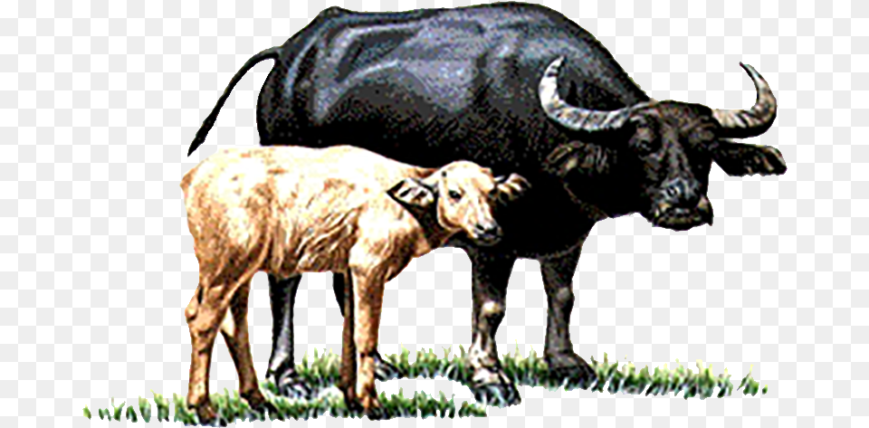Cow Vector Buffalo Indian Buffalo And Calf Clipart, Animal, Ox, Mammal, Livestock Free Png Download