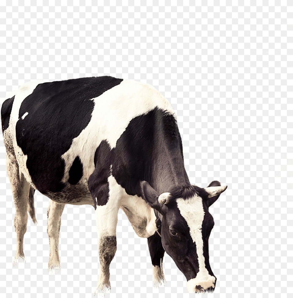 Cow Vector Grazing Cows Png