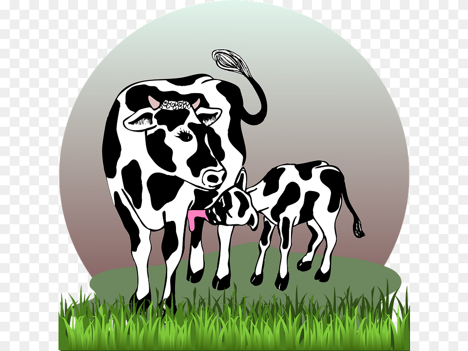 Cow With Calf Cow Calf Cattle Farm Agriculture Cow With Calf, Animal, Mammal, Livestock, Dairy Cow Png Image