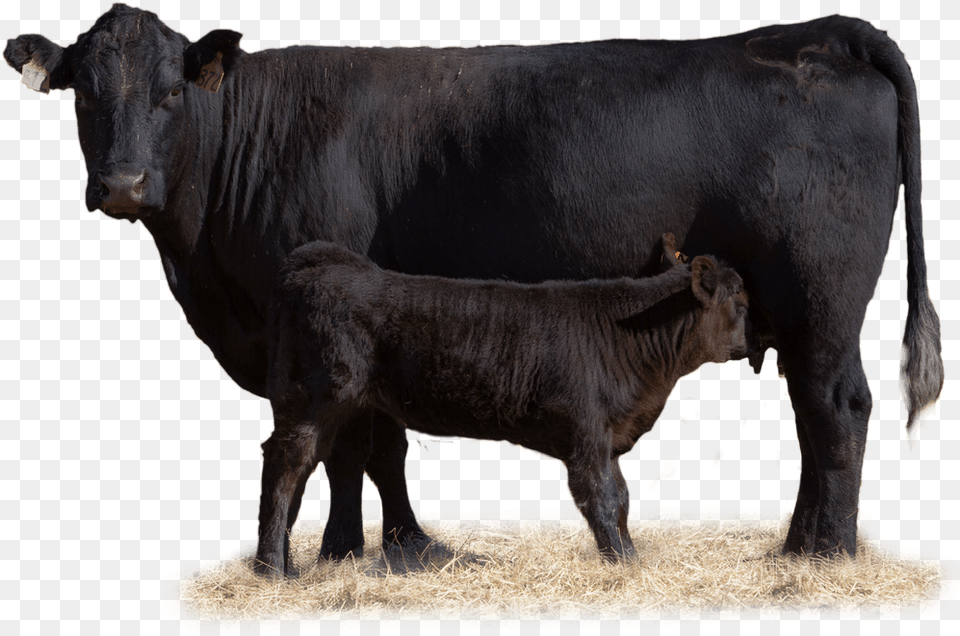 Cow With Her Calf In Pasture Beef Cow Transparent, Animal, Bull, Mammal, Cattle Free Png