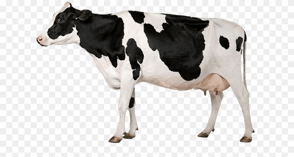 Cow With White Background, Animal, Cattle, Dairy Cow, Livestock Free Png Download