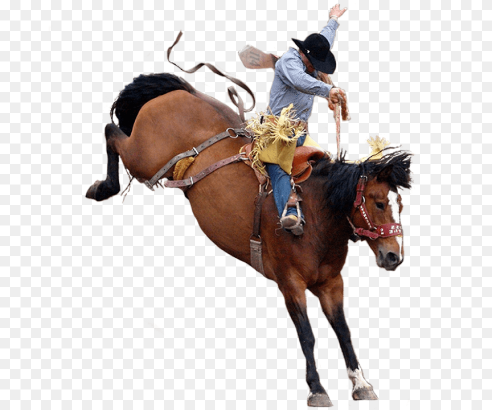 Cowboy Rodeo, Adult, Male, Man, Person Free Transparent Png