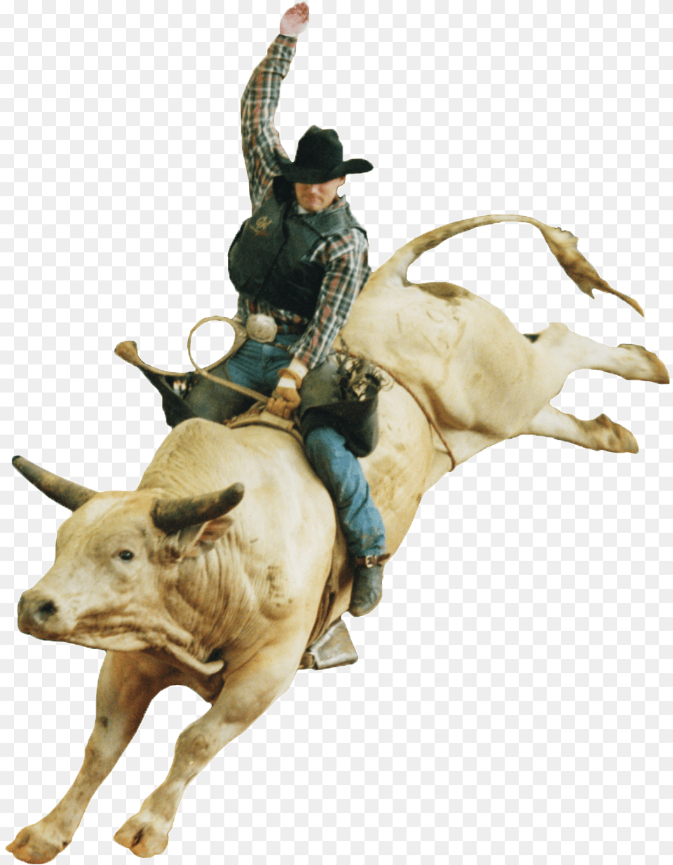 Cowboy Rodeo, Animal, Bull, Mammal, Adult Png Image