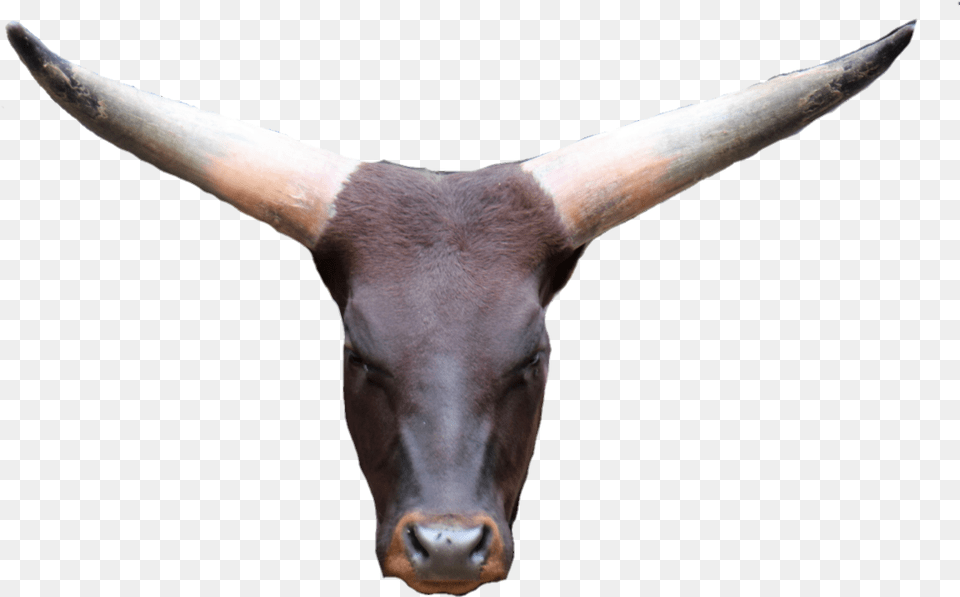 Cowhead Cowface Bullhead Antelope, Animal, Bull, Mammal, Cattle Png Image