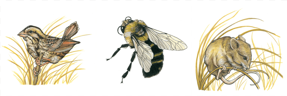 Cowling Arboretum Erica Williams Creatures, Animal, Bee, Insect, Invertebrate Free Png Download