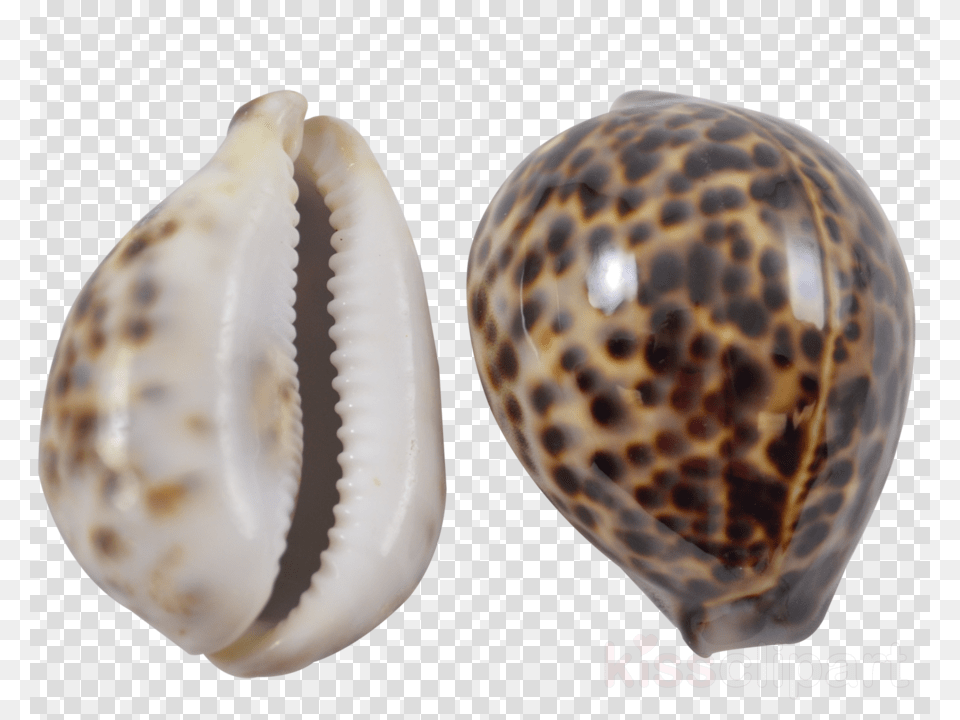 Cowrie Shell Clipart Cockle Seashell Cypraea Tigris, Animal, Invertebrate, Sea Life, Egg Free Transparent Png