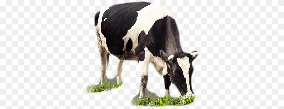 Cows, Animal, Cattle, Cow, Dairy Cow Png Image