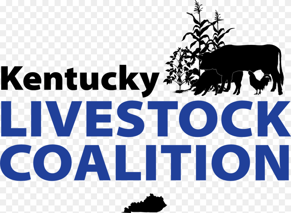 Cows, Text, People, Person Png