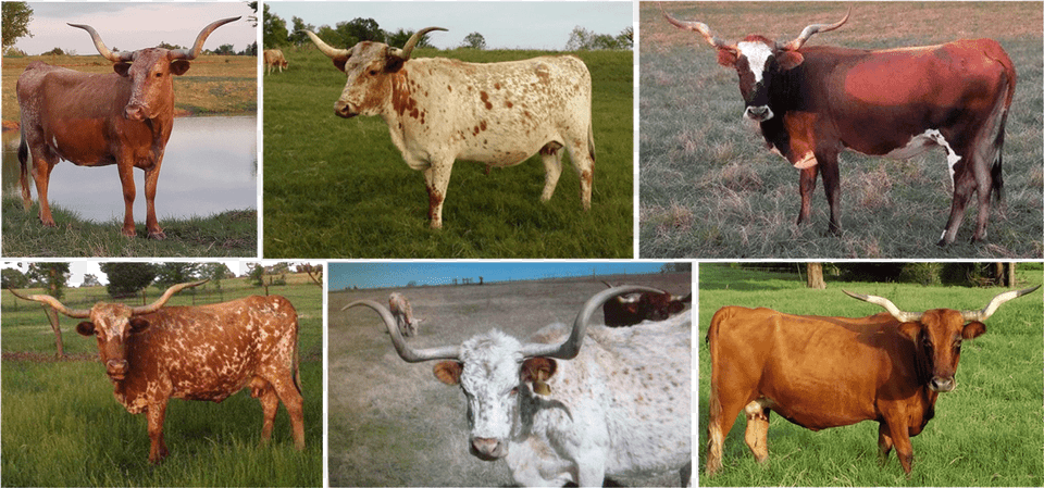 Cows, Animal, Mammal, Bull, Cattle Free Png Download