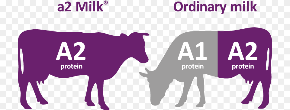 Cows, Purple, Animal, Cattle, Livestock Png