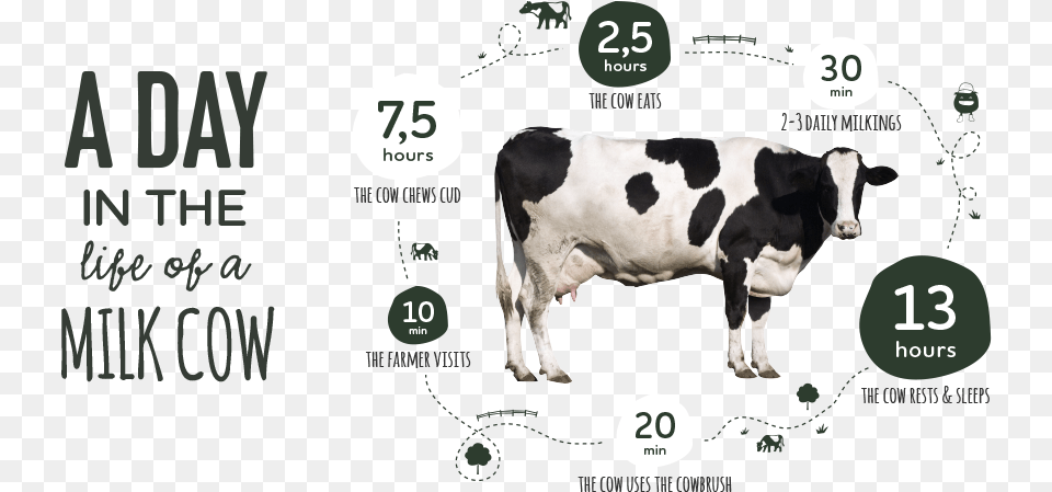 Cows, Animal, Cattle, Cow, Dairy Cow Png Image