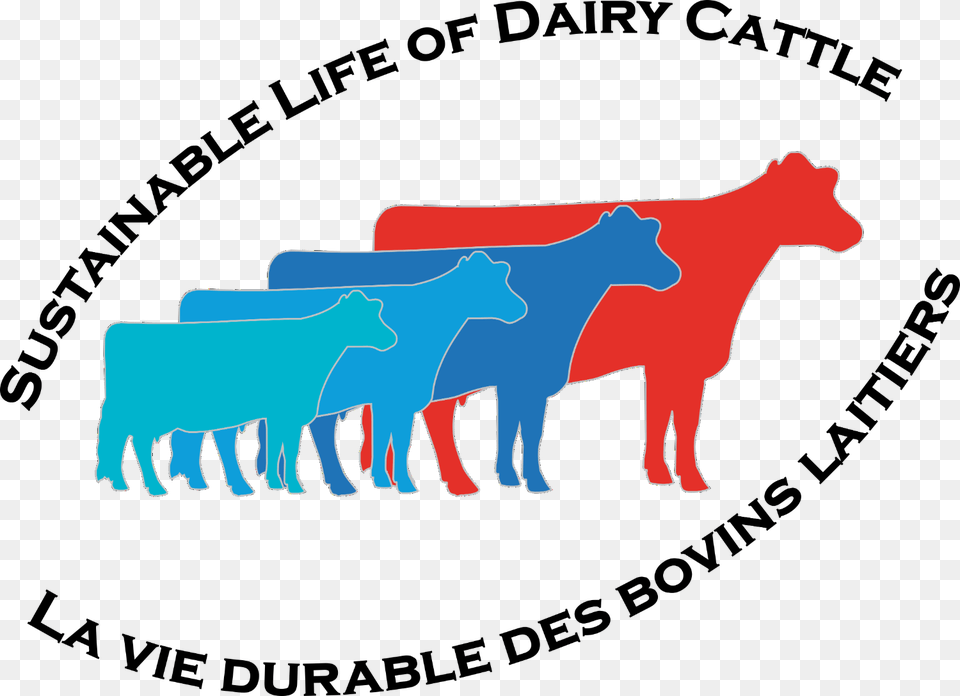 Cows, Animal, Cattle, Cow, Livestock Png Image