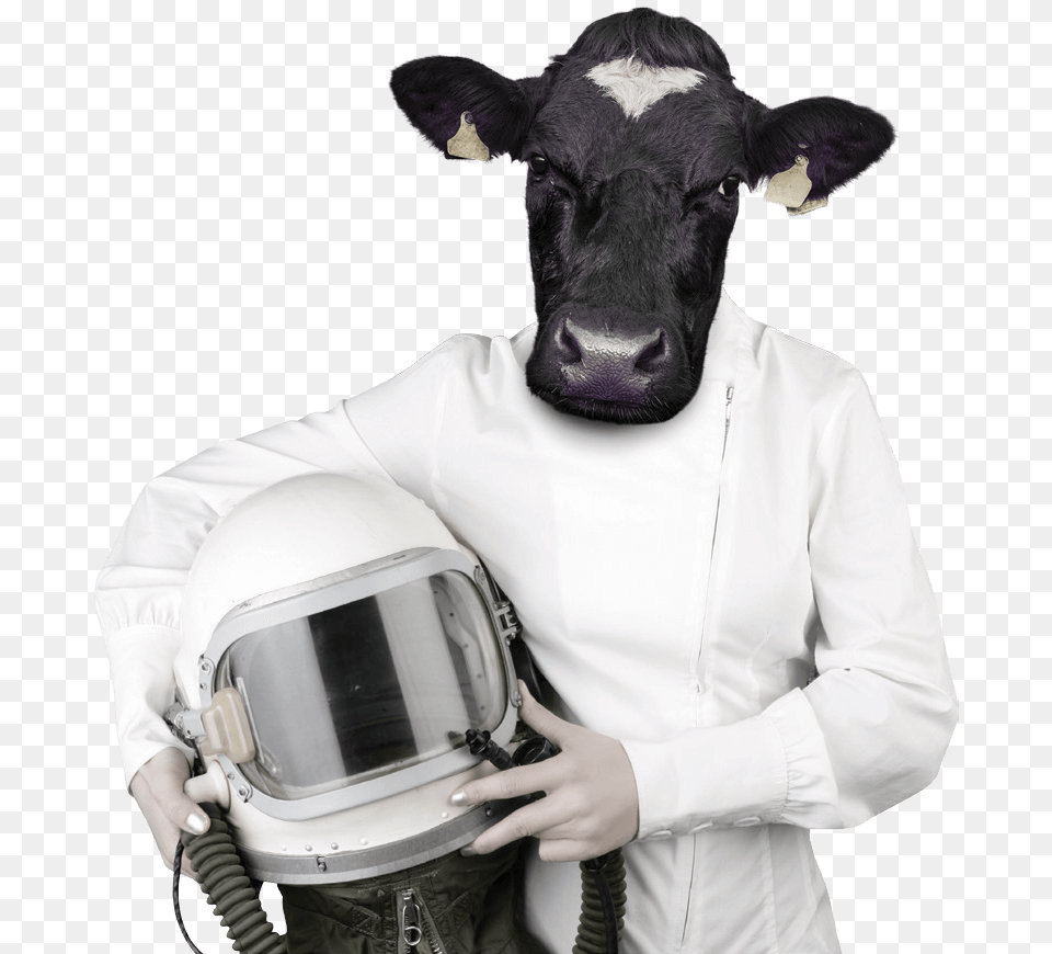 Cows, Adult, Man, Male, Helmet Free Png