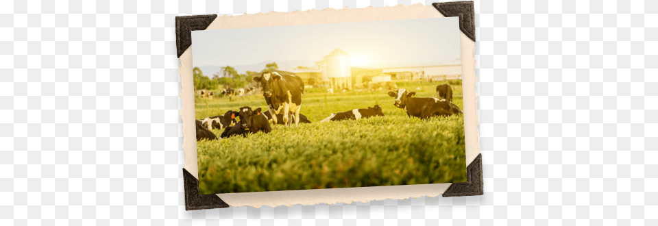 Cows Cattle, Grassland, Outdoors, Nature, Field Png