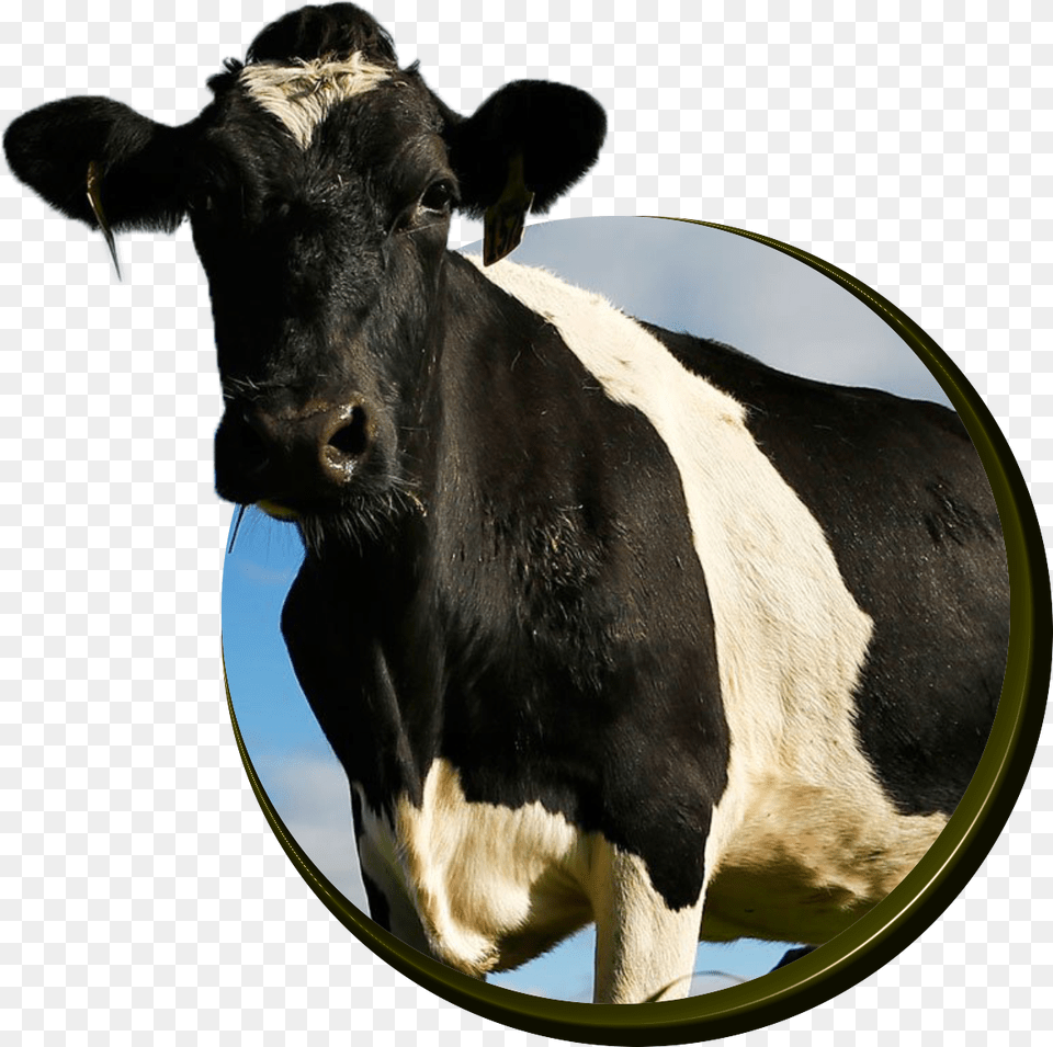 Cows Cattle, Animal, Cow, Dairy Cow, Livestock Free Png