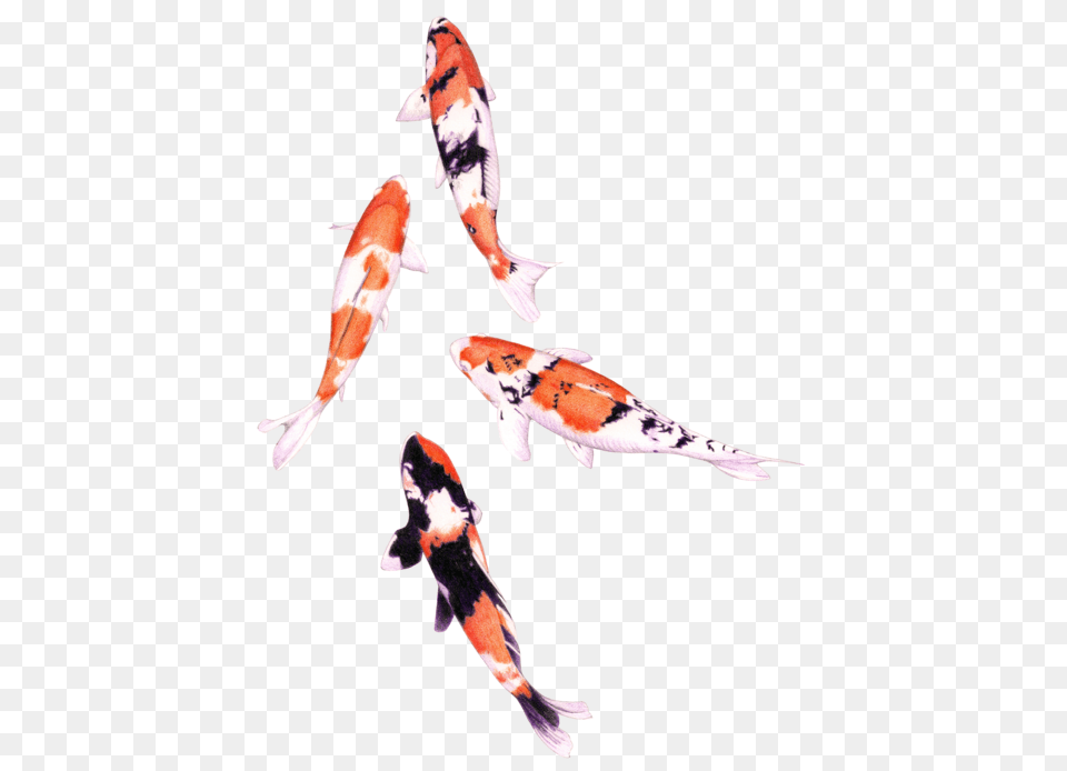 Coy Transparent Coy Images, Animal, Fish, Sea Life, Carp Free Png