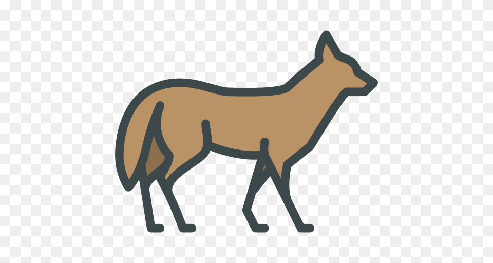 Coyote, Animal, Kangaroo, Mammal, Wildlife Free Transparent Png