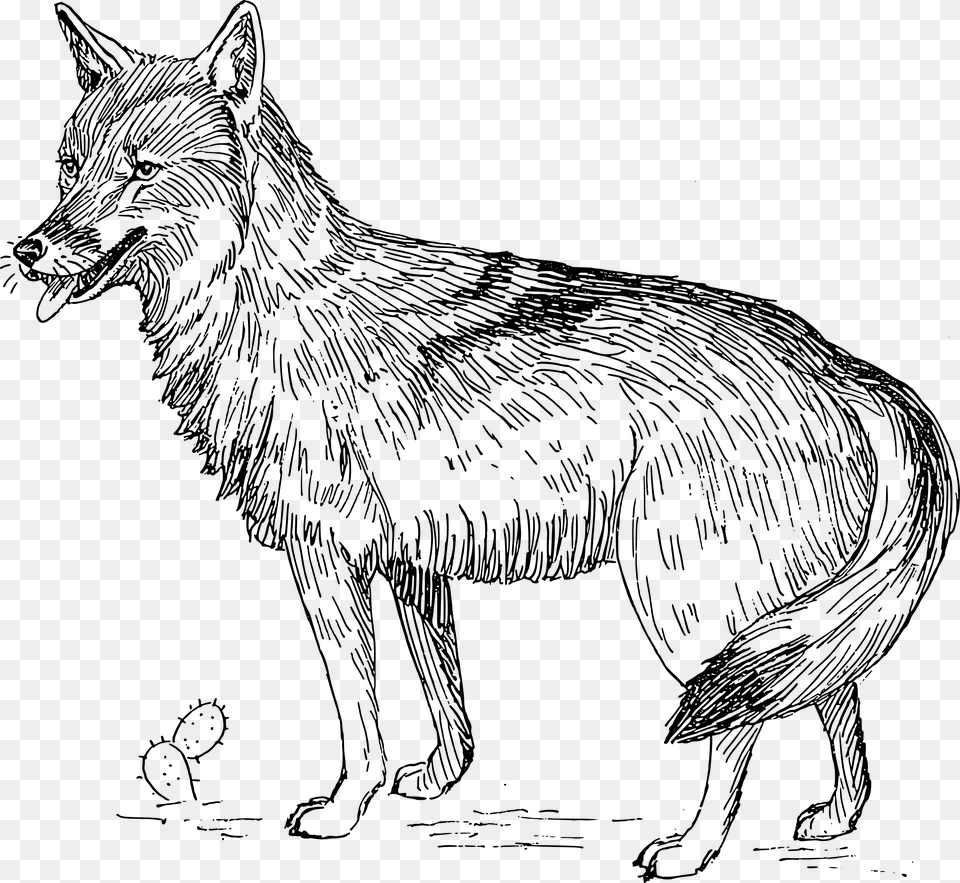 Coyote, Gray Free Transparent Png