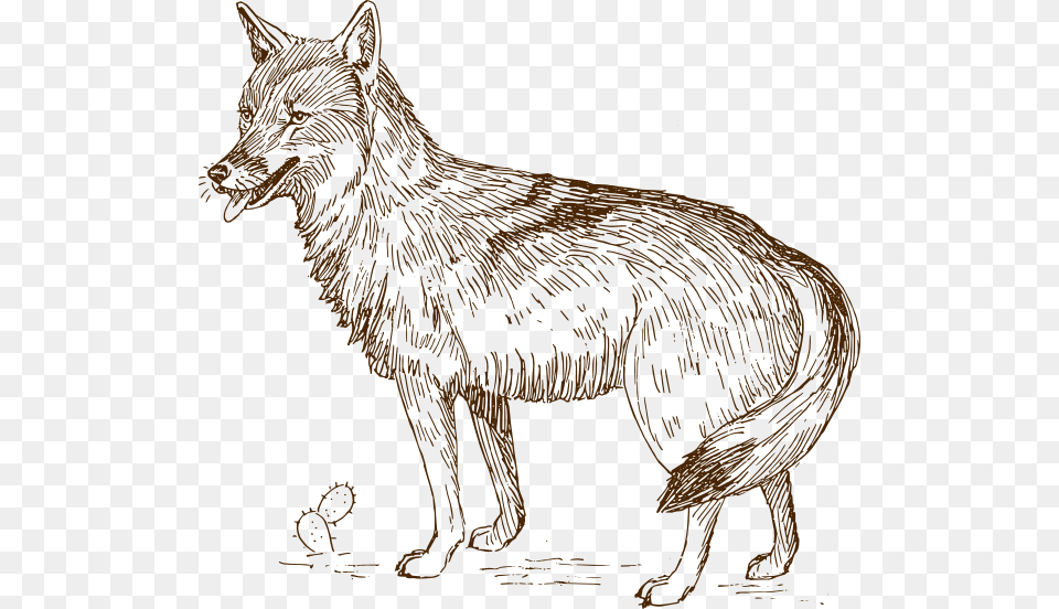 Coyote Clip Art, Animal, Mammal, Wolf, Canine Free Png Download