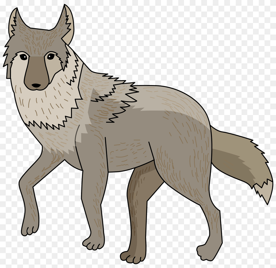 Coyote Clipart, Animal, Mammal, Wolf, Kangaroo Png