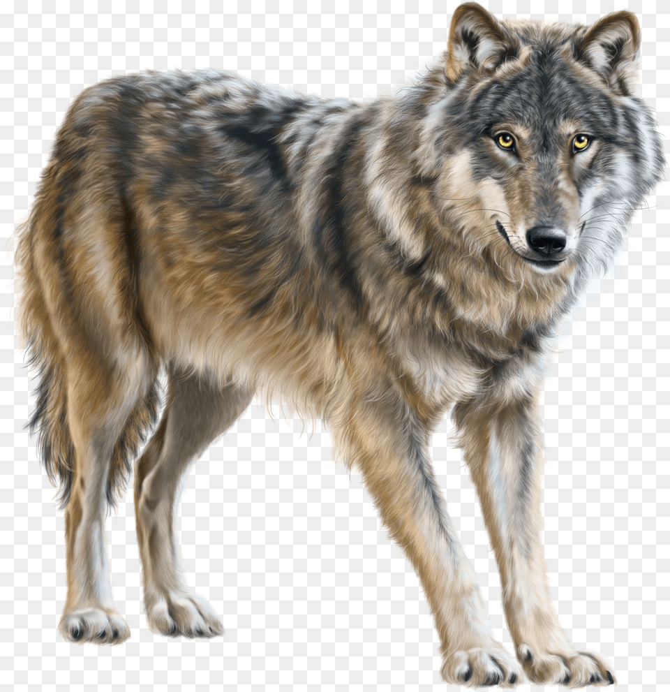 Coyote Clipart Desert Biome Wolf Clipart, Animal, Mammal, Canine, Dog Png
