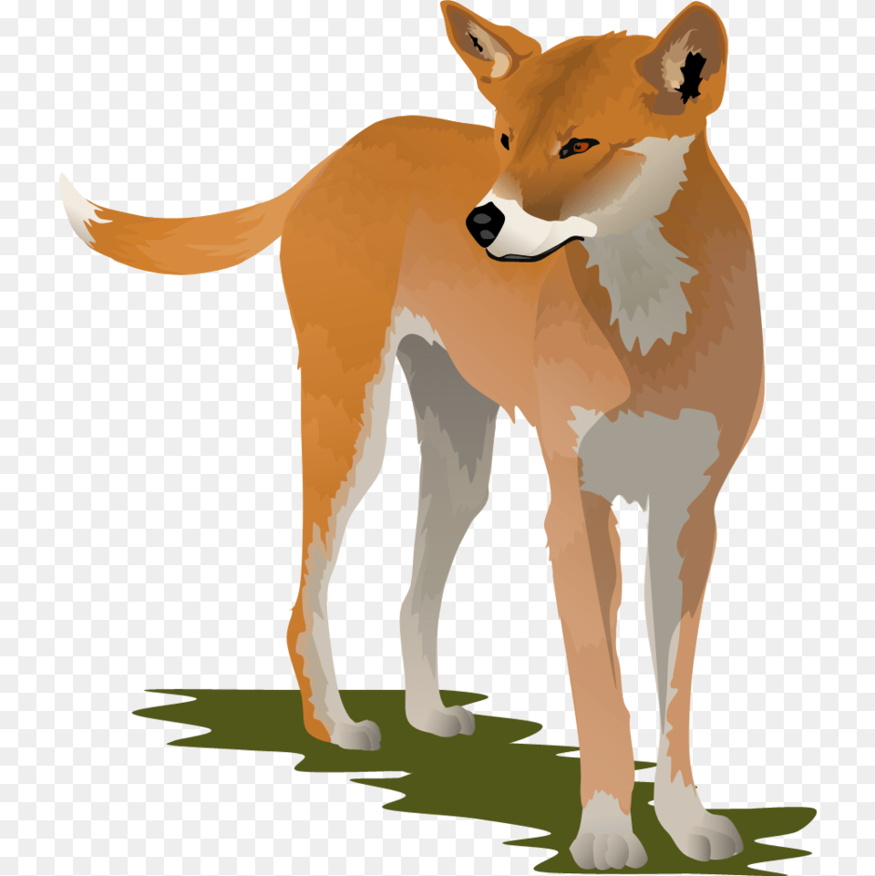 Coyote Clipart Dingo Dingo Clipart, Animal, Canine, Mammal, Red Wolf Free Transparent Png