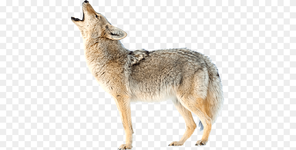Coyote Coyote, Animal, Mammal, Kangaroo, Canine Free Png Download