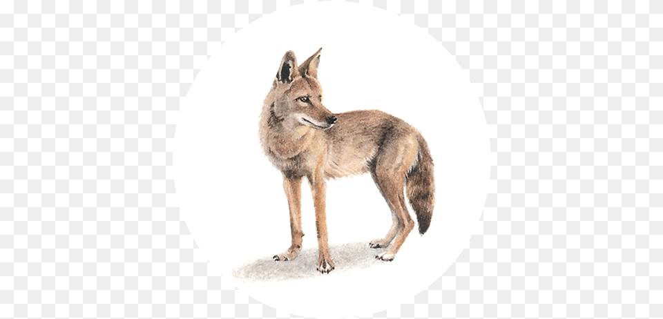 Coyote Czechoslovakian Wolfdog, Animal, Mammal, Kangaroo, Canine Free Png Download