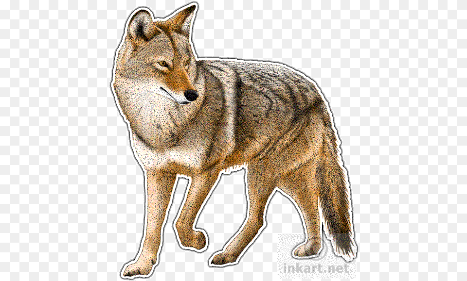 Coyote Decal Coyotes Art, Animal, Mammal, Canine, Dog Free Png