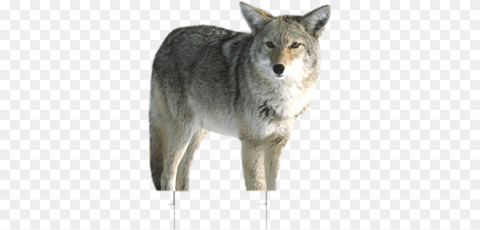 Coyote Decoy Kojo Montana Decoy Kojo Coyote Decoy, Animal, Mammal, Canine, Dog Free Transparent Png