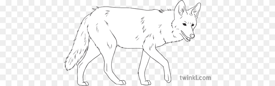 Coyote General Animal Secondary Black And White Rgb Cute Butterfly Black And White, Canine, Dog, White Dog, Mammal Png