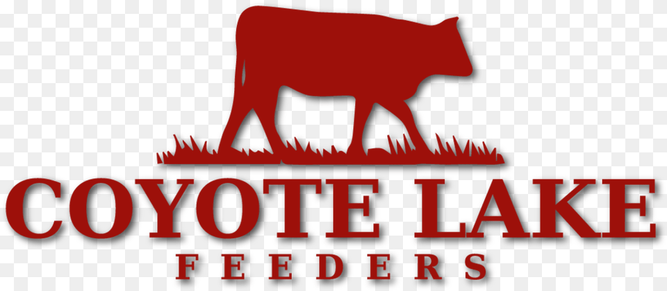 Coyote Lake Feeders Ox, Animal, Bull, Mammal, Angus Free Png