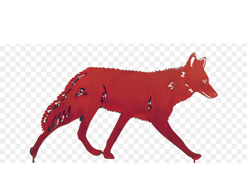 Coyote Larger Image Red Fox Free Transparent Png