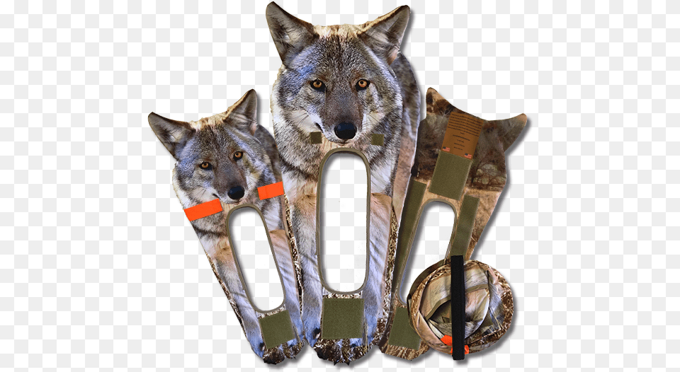 Coyote Stalker Stack Grey Fox, Animal, Canine, Dog, Mammal Free Transparent Png