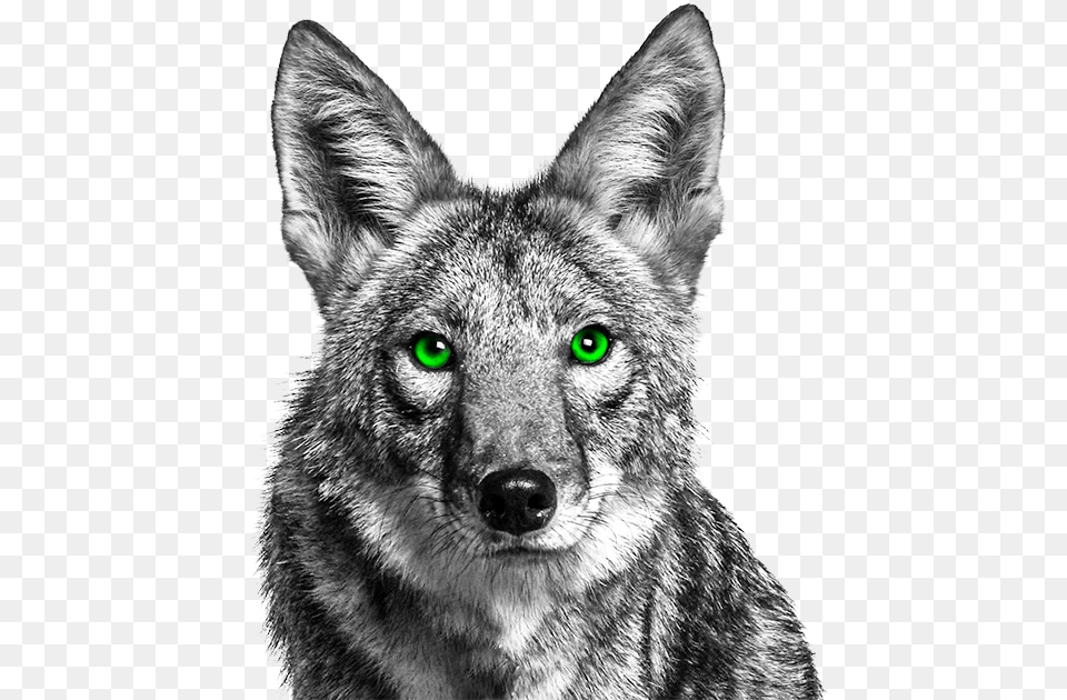 Coyote With Green Eyes, Animal, Mammal, Canine, Dog Free Png Download