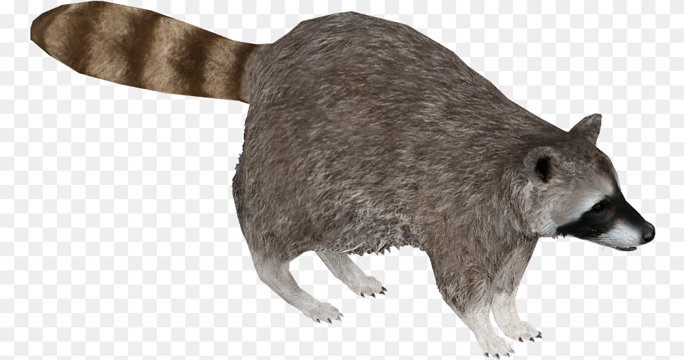 Cozumel Raccoon, Animal, Bear, Mammal, Wildlife Png