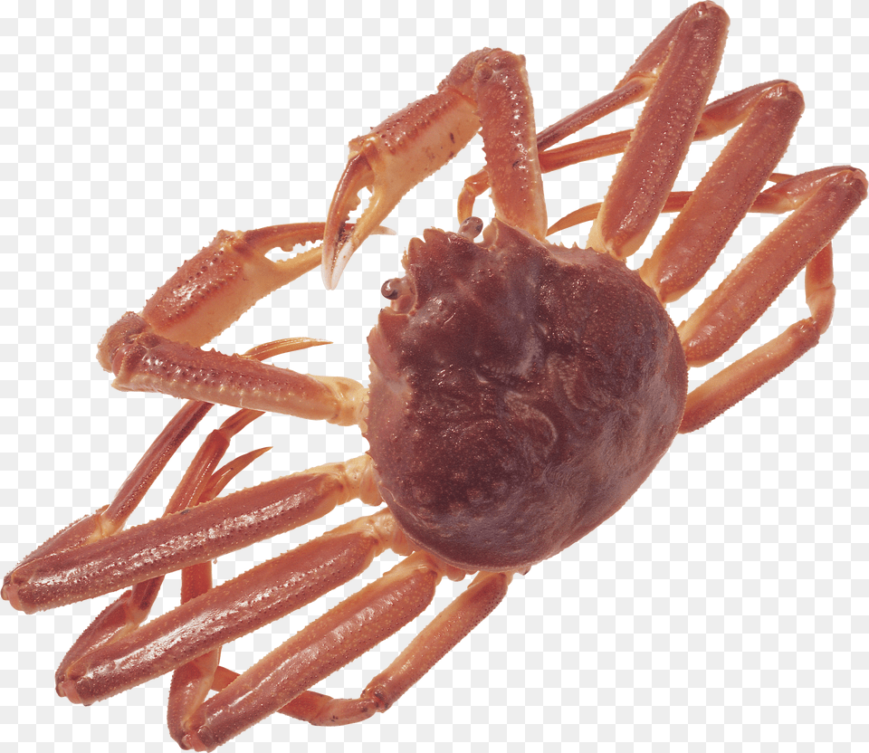 Crab, Food, Seafood, Animal, Invertebrate Free Png