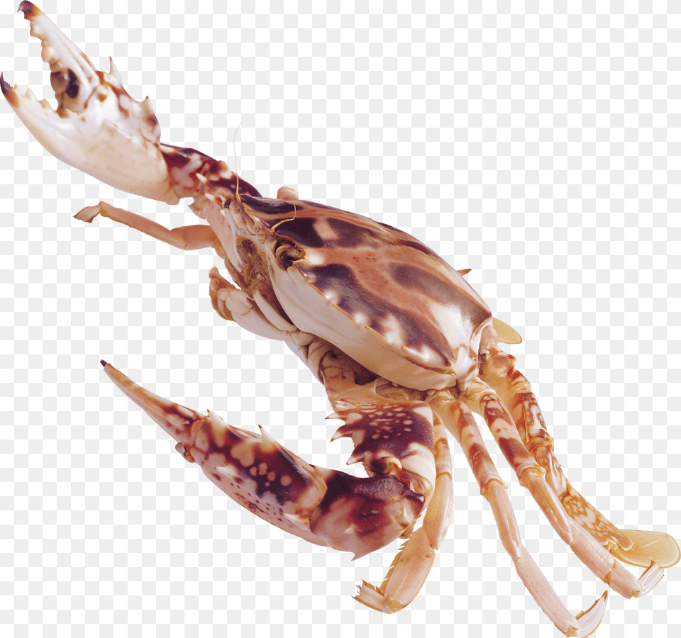 Crab Free Png Download