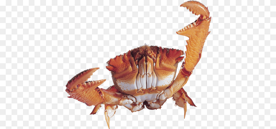 Crab, Food, Seafood, Animal, Invertebrate Free Transparent Png