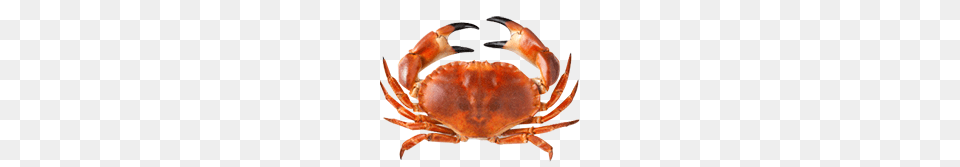 Crab, Food, Seafood, Animal, Invertebrate Png