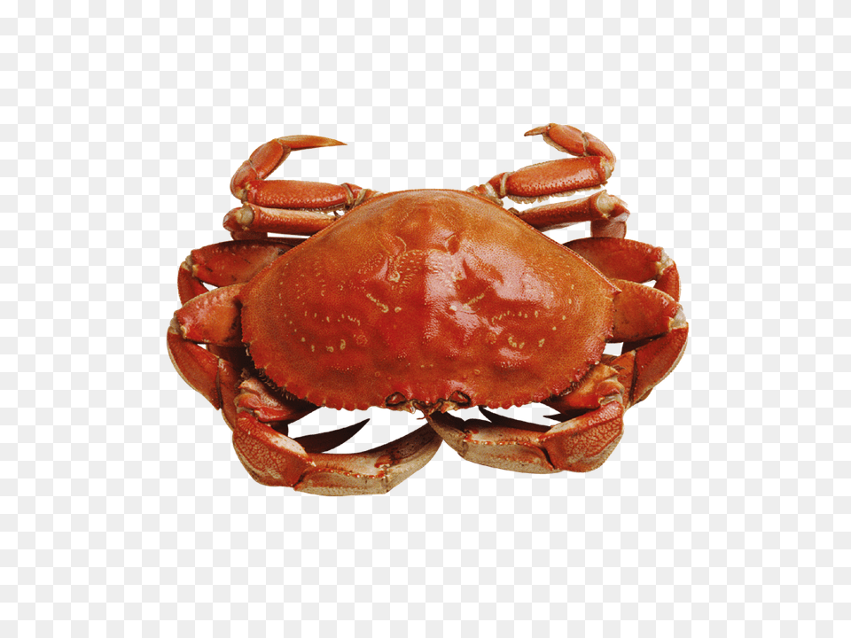 Crab, Animal, Food, Invertebrate, Sea Life Png Image