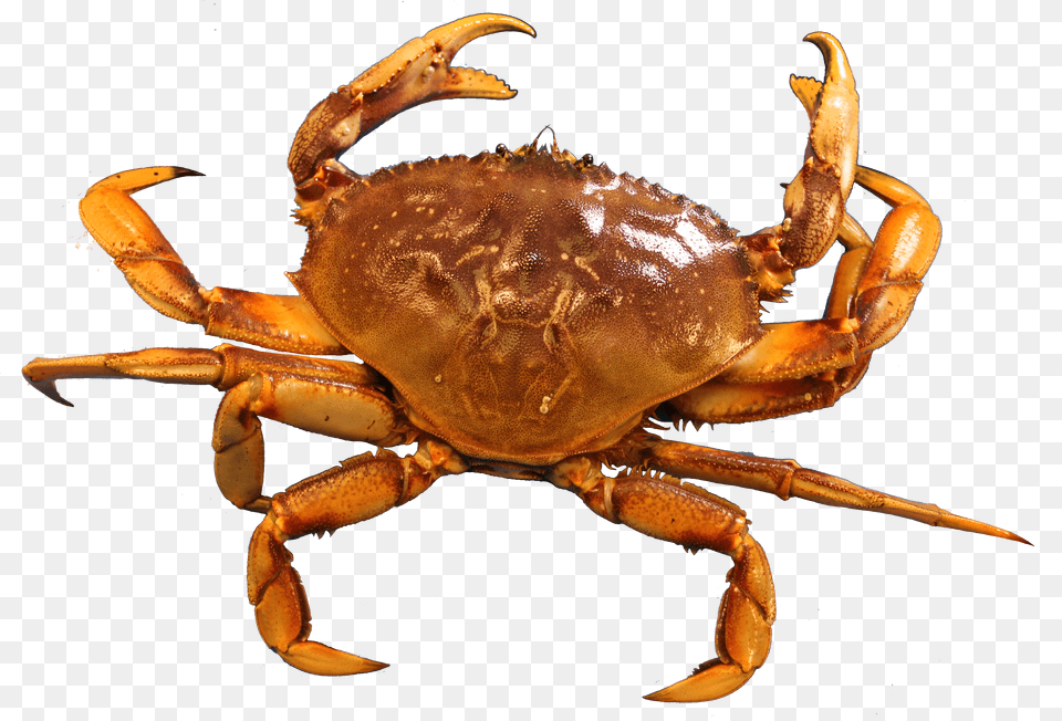 Crab Free Transparent Png