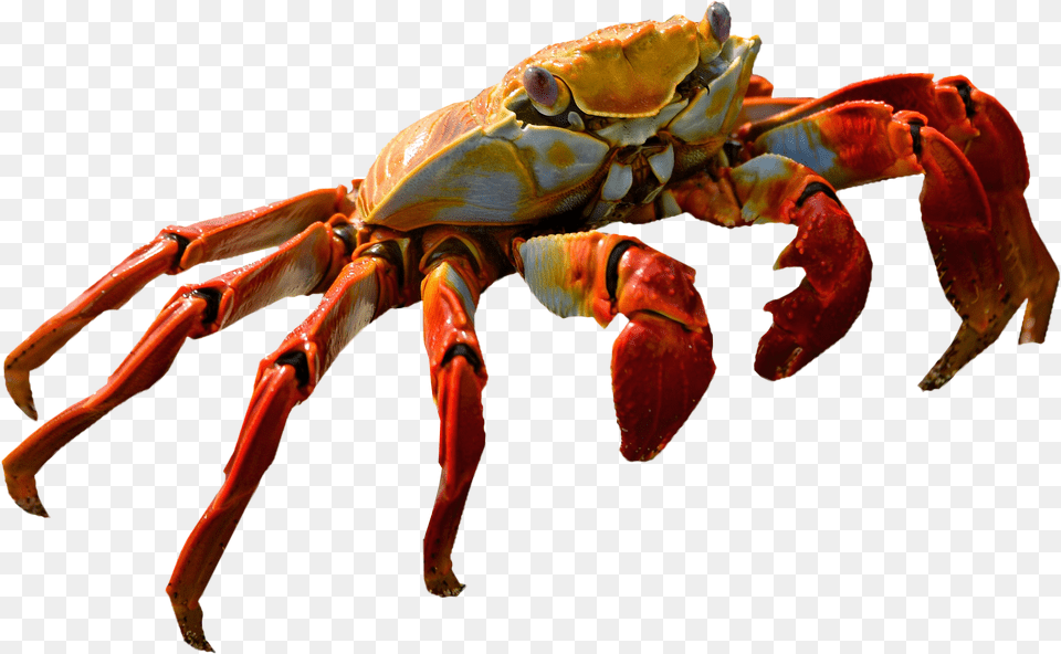 Crab, Food, Seafood, Animal, Invertebrate Png