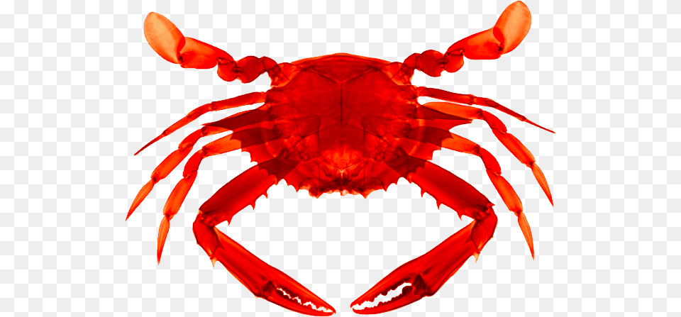 Crab, Food, Seafood, Animal, Invertebrate Free Png Download