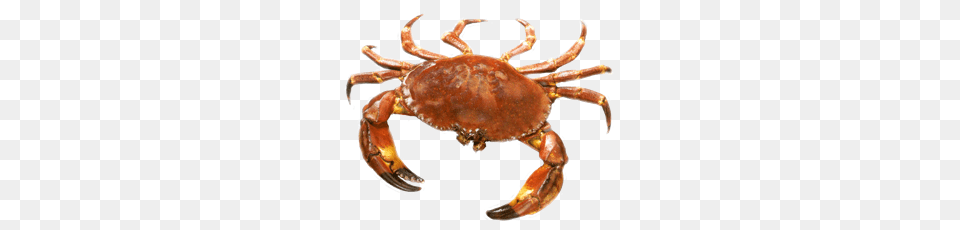 Crab, Animal, Food, Invertebrate, Sea Life Free Png Download